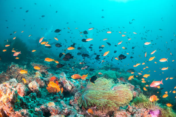 istock Colorful coral reef and fish scene 1222947820