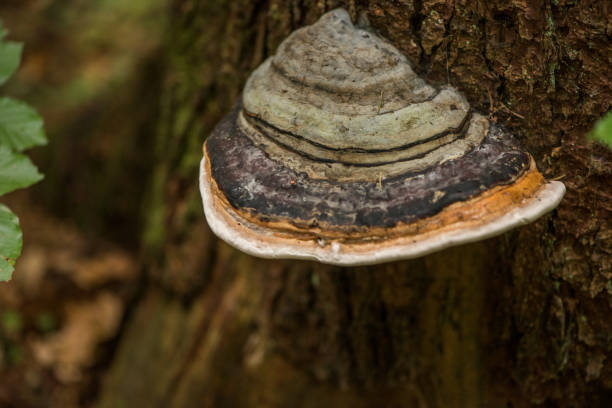 istock Phellinus igniarius mushroom growing a on a tree trunk bark 1222947972