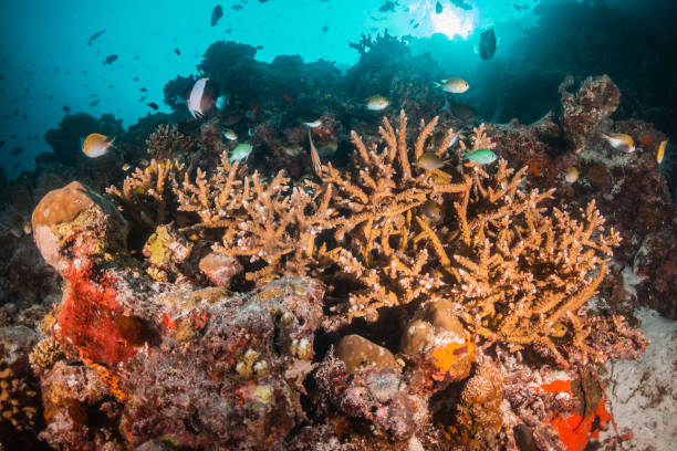 istock Colorful coral reef and fish scene 1222947996