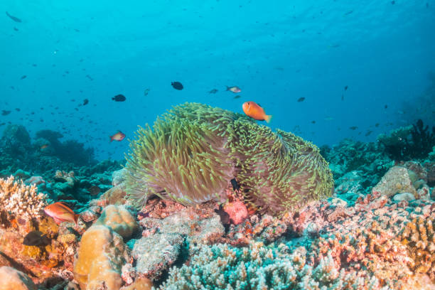 istock Colorful coral reef and clown anemone fish scene 1222948520