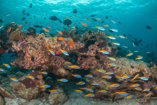 istock Colorful coral reef and fish scene 1222948714