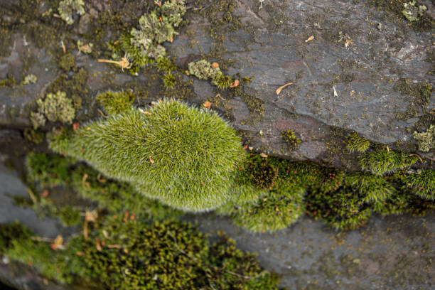 istock Green moss growing on the stone 1222948752