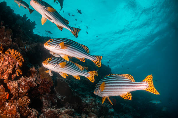 istock Colorful coral reef and fish scene 1222948875