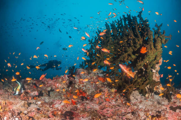 istock Colorful coral reef and fish scene 1222948882