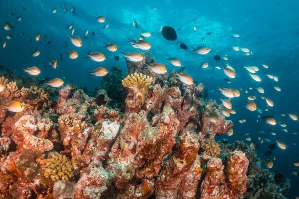 istock Colorful coral reef and fish scene 1222948899