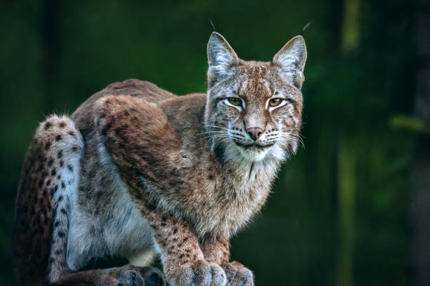 istock Lynx in Bialowieza National Park 1222949058