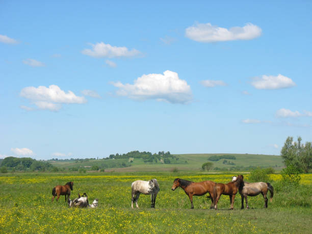 istock A herd of horses on a pasture 1222949170