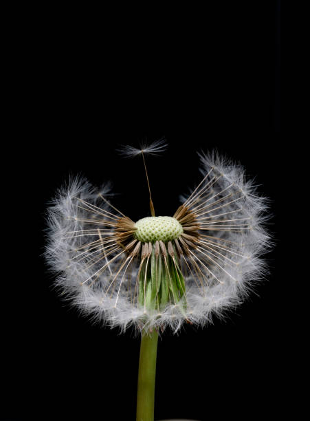 istock Dandelion seeds ready for dispersal 1222949460