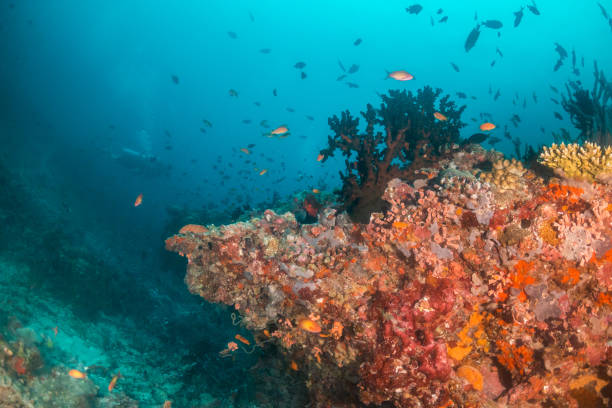 istock Underwater scene of colorful corals and fish 1222950582