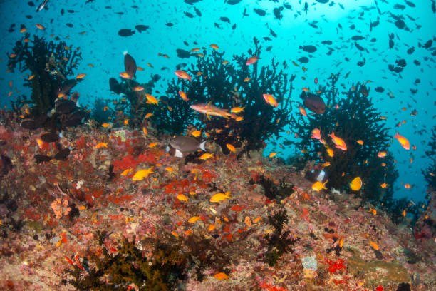 istock Underwater scene of colorful corals and fish 1222950749