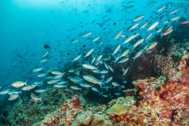 istock Underwater scene of colorful corals and fish 1222950815