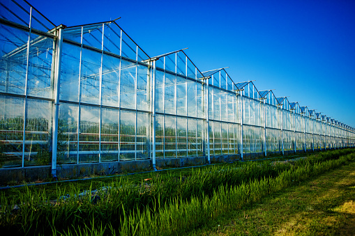 Greenhouses in Holland