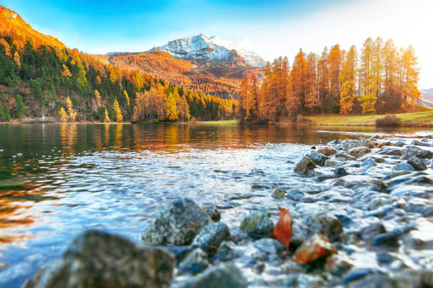 spektakuläre bunte lärchen auf der wiese am champfersee. - champfer stock-fotos und bilder