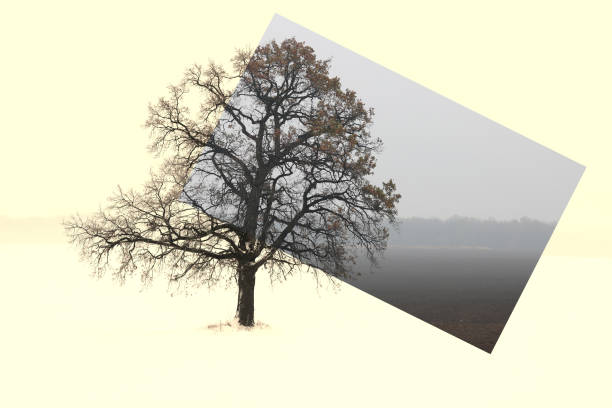 Abstract collage with mixed different sides of tree with changing seasons from winter with cold white snow to spring