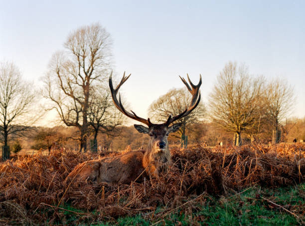 cerf dans le parc de richmond - richmond park photos et images de collection