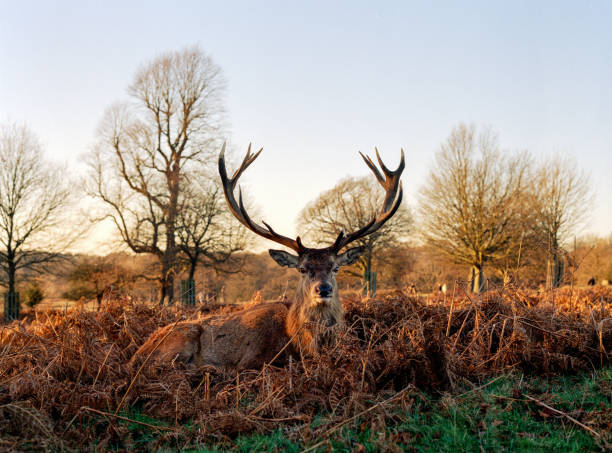 istock stag in richmond park 1222951794