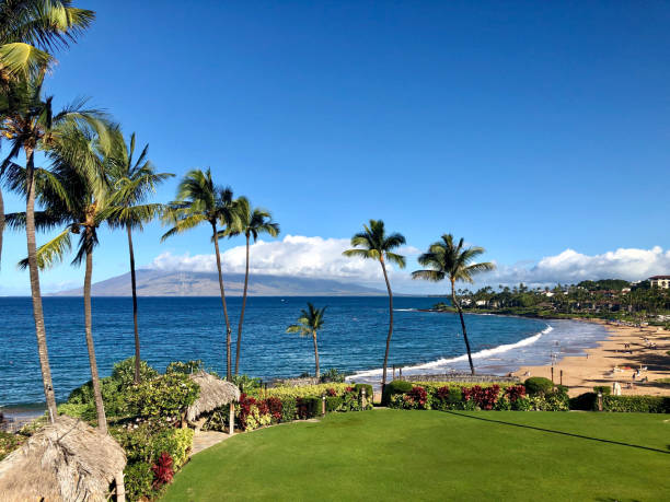 해변 풍경, 마우이 - maui beach palm tree island 뉴스 사진 이미지