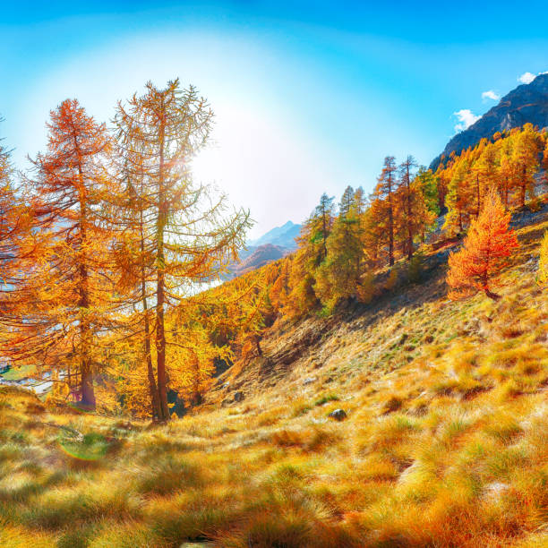 istock autumn scene over Sils im Engadin village and Sils lake 1222952143