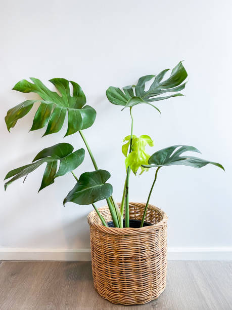 istock Monstera tree in a pot stands on a wooden floor 1222952461