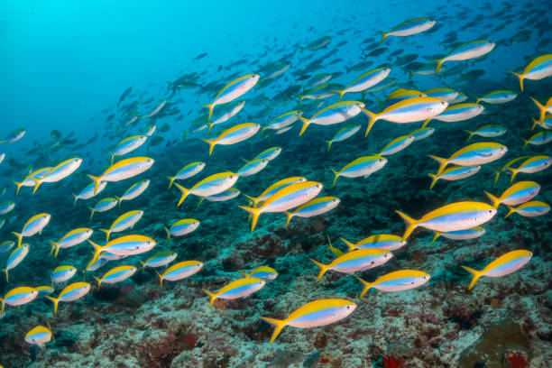 istock School of fish in clear blue water 1222952598