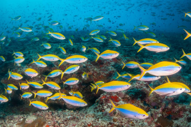istock School of fish in clear blue water 1222952638