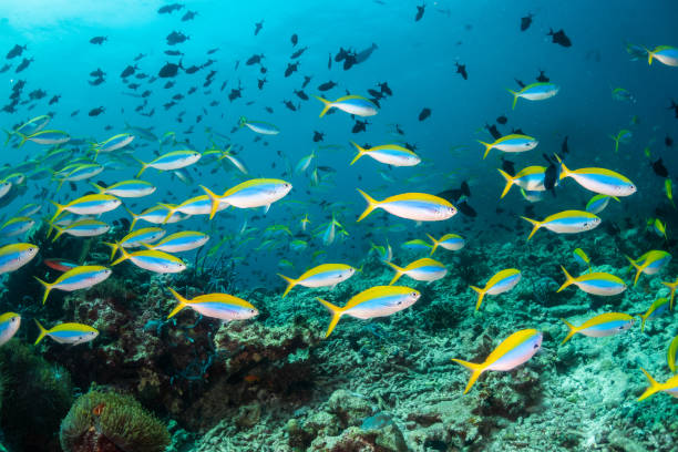 istock School of fish in clear blue water 1222952642