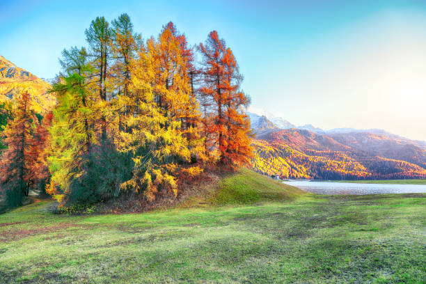 espectaculares alerces coloridos en el prado cerca del lago champfer. - champfer fotografías e imágenes de stock