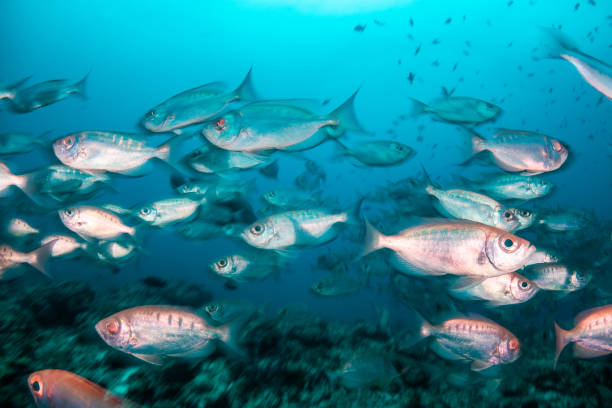 istock School of fish in clear blue water 1222952674