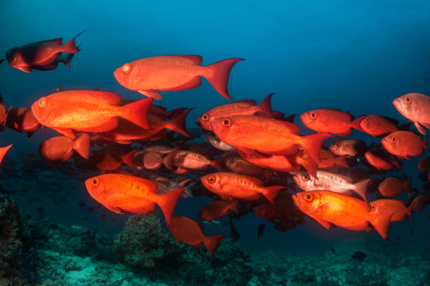 istock School of red fish in clear blue water 1222952725