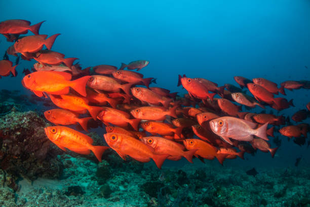 istock School of red fish in clear blue water 1222953314