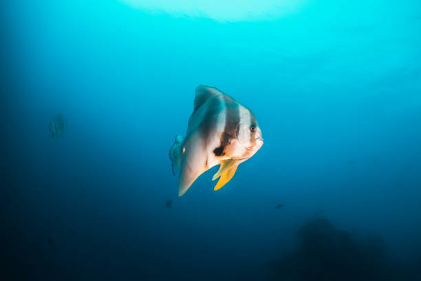 istock School of bat fish in clear blue water 1222953327