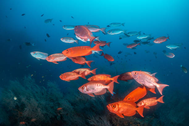 istock School of red fish in clear blue water 1222953344