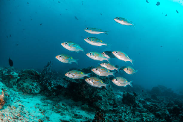 istock School of fish in clear blue water 1222953383