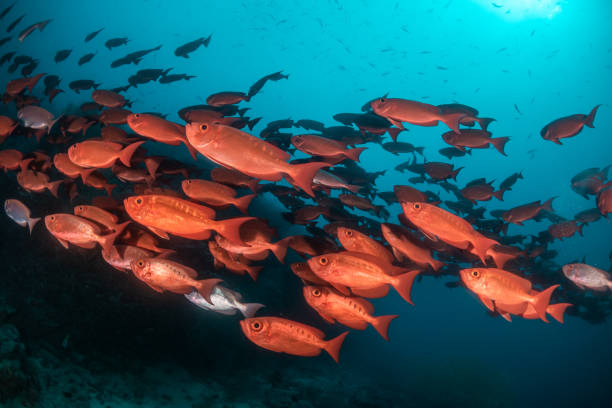 istock School of red fish in clear blue water 1222953405