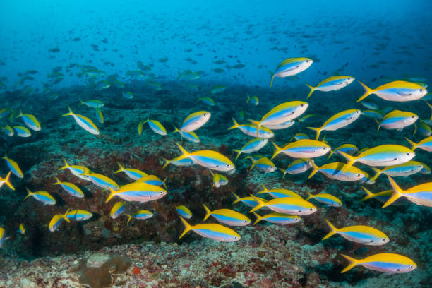 istock School of fish in clear blue water 1222953425
