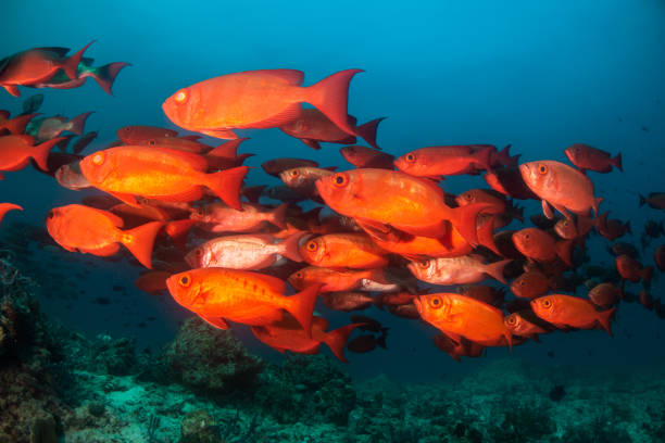 istock School of red fish in clear blue water 1222953434