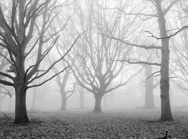 foggy winter woodland in richmond park