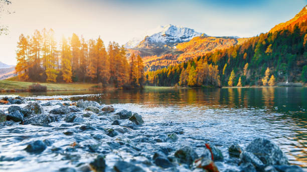 spektakuläre bunte lärchen auf der wiese am champfersee. - champfer stock-fotos und bilder