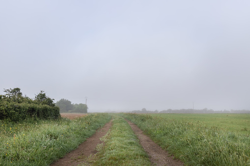 dirt road in the morning dew with wet hedgerows and fog