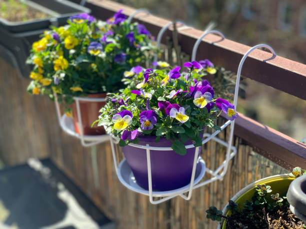 Decorative flower pot with blooming purple yellow pansies Decorative flower top white basket with beautiful blooming viola cornuta purple yellow spring flowers, horned violet in the flower pot outdoors hanging on balcony fence, garden on a balcony pansy photos stock pictures, royalty-free photos & images