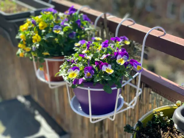 Decorative flower top white basket with beautiful blooming viola cornuta purple yellow spring flowers, horned violet in the flower pot outdoors hanging on balcony fence, garden on a balcony