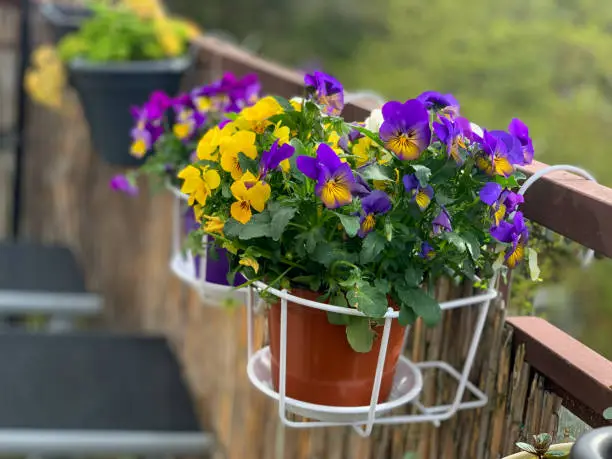 Beautiful blooming viola cornuta purple yellow spring flowers in the flower pot white basket hanging on a balcony fence high angle view