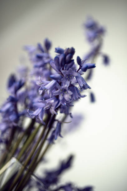 istock A bunch of common bluebell - Hyacinthoides Non-Scripta 1222954082