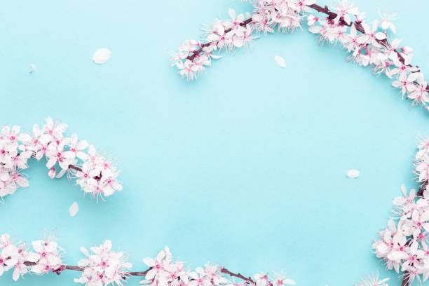 istock Spring border, spring blossom and April floral nature on blue background. Branches of blossoming apricot macro with soft focus. For easter and spring greeting cards with copy space. Springtime. 1222954111