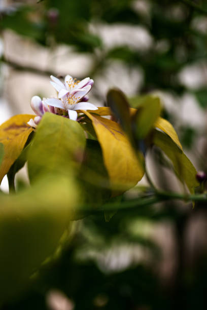 istock Plants and Flowers: Lemon plant flower - Citrus Limon 1222954156