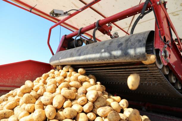 istock Agricultural potato harvest with harvester 1222954831