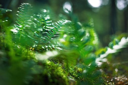 Bright green young fern leaves close-up. Early spring in a mossy evergreen forest. Natural pattern. Warm sunlight