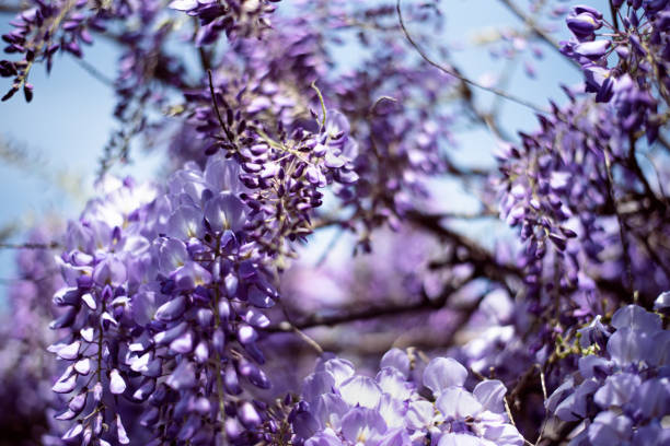 istock Plants and Flowers: wisteria plant in bloom 1222955671