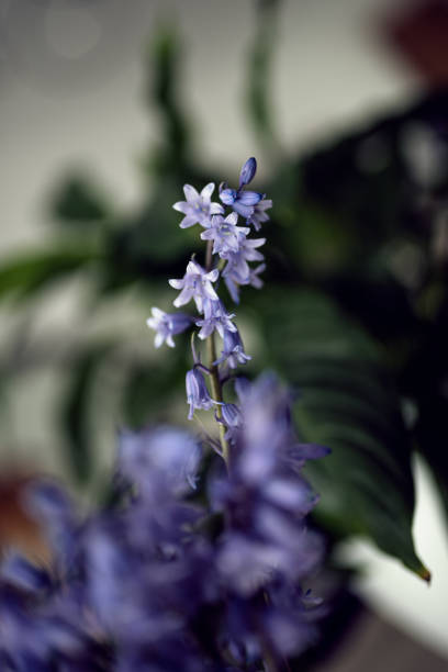 istock A bunch of common bluebell - Hyacinthoides Non-Scripta 1222955750