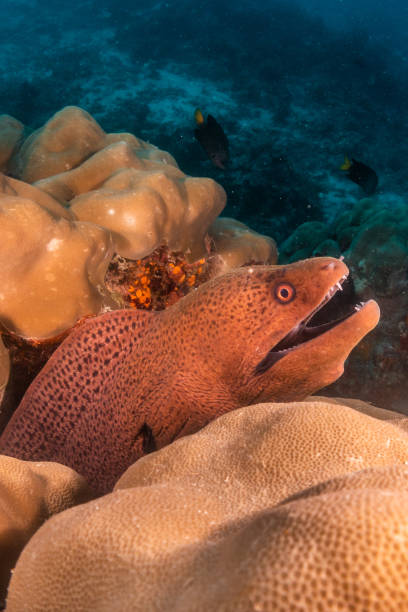 istock Underwater shot of moray eel in coral reef 1222955854